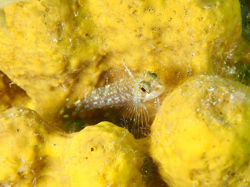 A dwarf spiny-headed blenny (Tripterygion melanurus) rests on a golden sponge, Risco Verde dive site, Arinaga, Gran Canaria, Spain, Europe, Atlantic Ocean