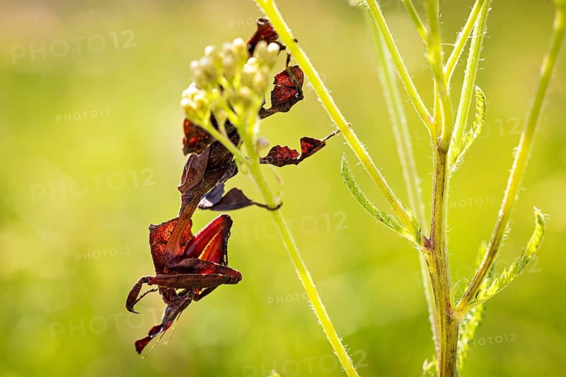 A well-camouflaged insect on a green stem: a ghost mantis in a meadow near Windhoek, Namibia (Phyllocrania paradoxa)