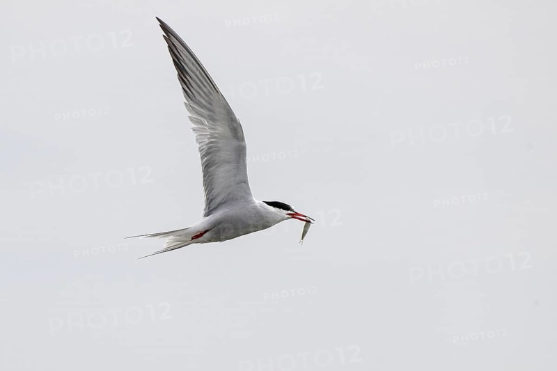 Common Tern (Sterna hirundo), Schleswig-Holstein, Germany
