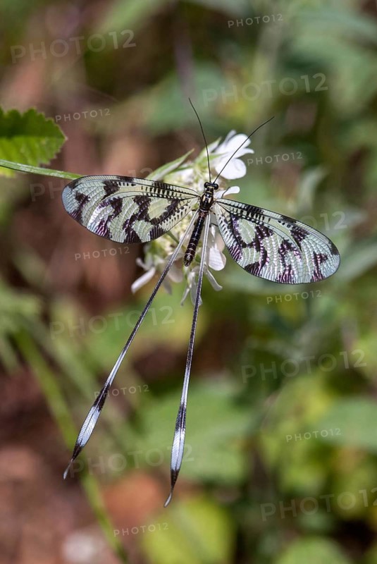 Thready, nemoptera sinuata, spoonwing, southeast European threadwing antlion, Bulgaria, high size, portrait format, insects, web-winged