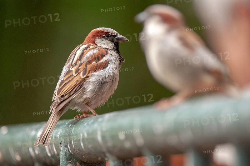 House Sparrow, Passer Domesticus, Sparrow, Birds, Passeri, Songbirds, Sparrow, Sparrow, Sparrow, Sparrow, Sparrow