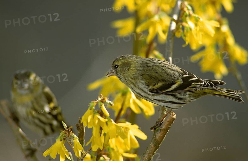 Carduelis spinus, siskin, spinus spinus, siskin, birds, female, spring, garden, leo, passeri, songbirds, song birds, jump, birds, female
