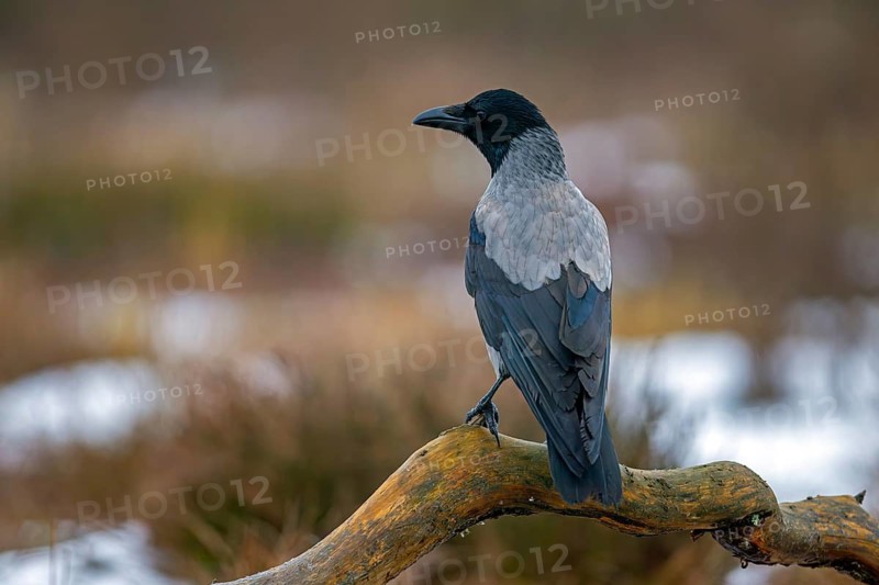 Northern European hooded crow (Corvus cornix cornix, Corvus corone cornix) perched on branch in snow covered moorland in winter, Scandinavia