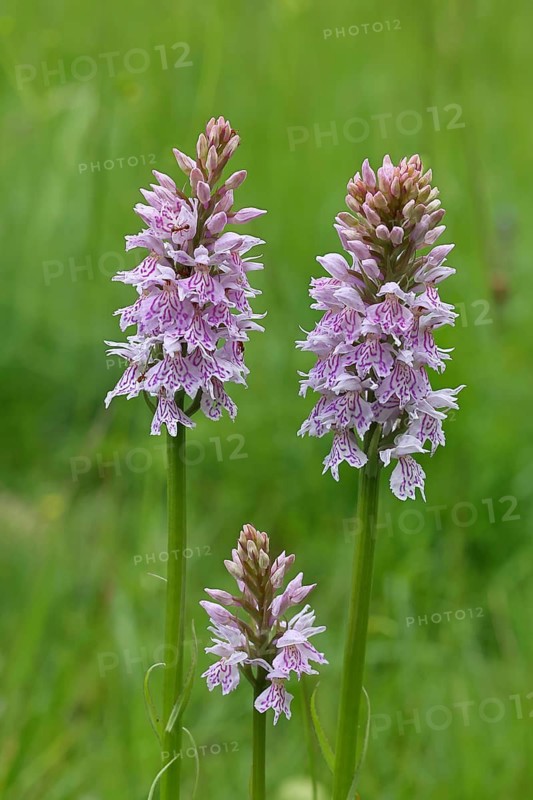 Moorland spotted orchid (Dactylorhiza maculata), on a rough pasture in a nature reserve, inflorescence, close-up, Wilnsdorf, North Rhine-Westphalia, Germany