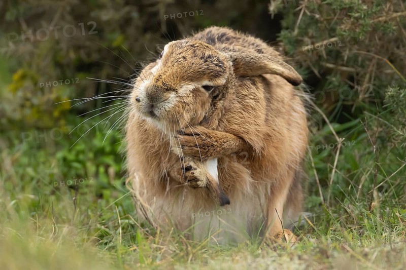 European brown hare (Lepus europaeus) adult animal washing its ear, England, United Kingdom