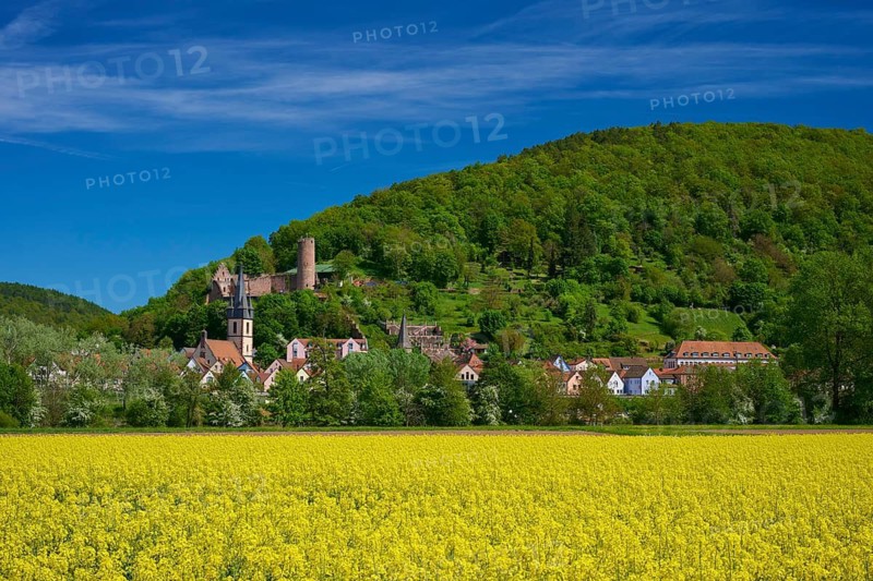 An idyllic town on a green hill, crowned by a castle, with a yellow field in front of it, Scherenburg Castle, Gemünden am Main, Main-Spessart district, Spessart, Mainfranken, Lower Franconia, Bavaria, Germany
