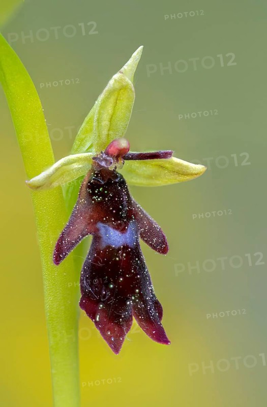 Fly ragwort, ophrys insectifera, orchidaceae, orchids, orchid, flora, fly orchid, high size, vertical format, plants, plants