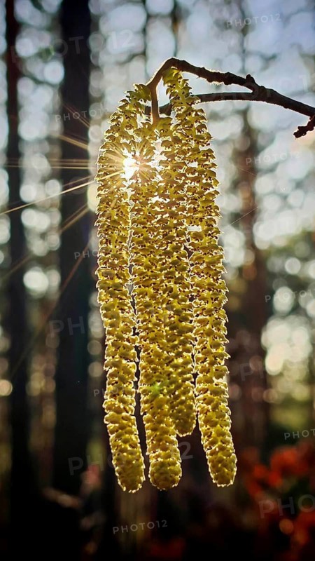 Flower catkins of the Common hazel (Corylus avellana) hang in the sun in the forest and create an interesting play of light, spring in the Franconian Forest nature park Park, Upper Franconia