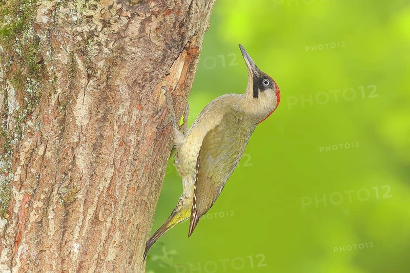 Green woodpecker (Picus viridis) female at the breeding cavity in an old oak tree, wildlife, woodpeckers, woodpecker, nature photography, Neunkirchen, spring, Siegerland, North Rhine-Westphalia, Germany