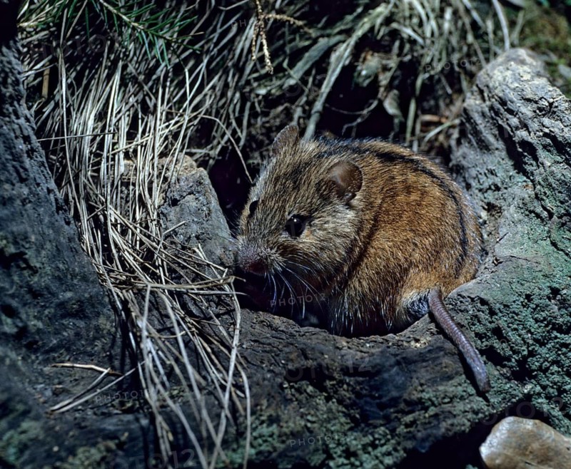 Apodemus agrarius, scorch mouse, rodentia, striped field mouse, leo, mammals, mouse, muroids, mice, rodents, mammals