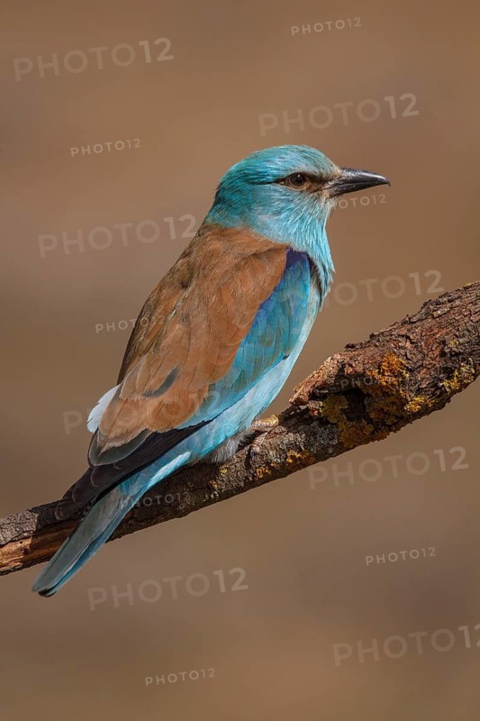 European Roller (Coracias garrulus), perched on a branch, Castile-La Mancha
