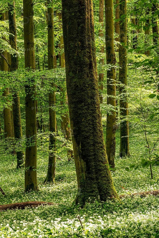 The moss-covered trunk of a mighty old European beech (Fagus sylvatica) in a picturesque primeval forest, bathed in atmospheric light, with the forest floor completely covered in white-flowering wild garlic (Allium ursinum), Hainich National Park, Thuringia, Germany