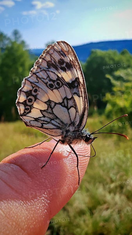 A butterfly, the checkerboard fritillary (Melanargia galathea), rests delicately on a human finger in a close-up shot, surrounded by green countryside in the Frankenwald nature park Park, Upper Franconia
