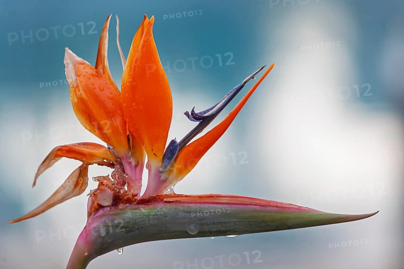 Bird-of-paradise flower (Strelitzia reginae), Cyprus