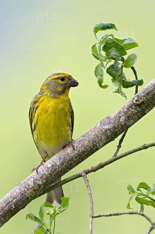 European serin (Serinus serinus), male, perched on a twig, Jenbach, Tyrol, Austria