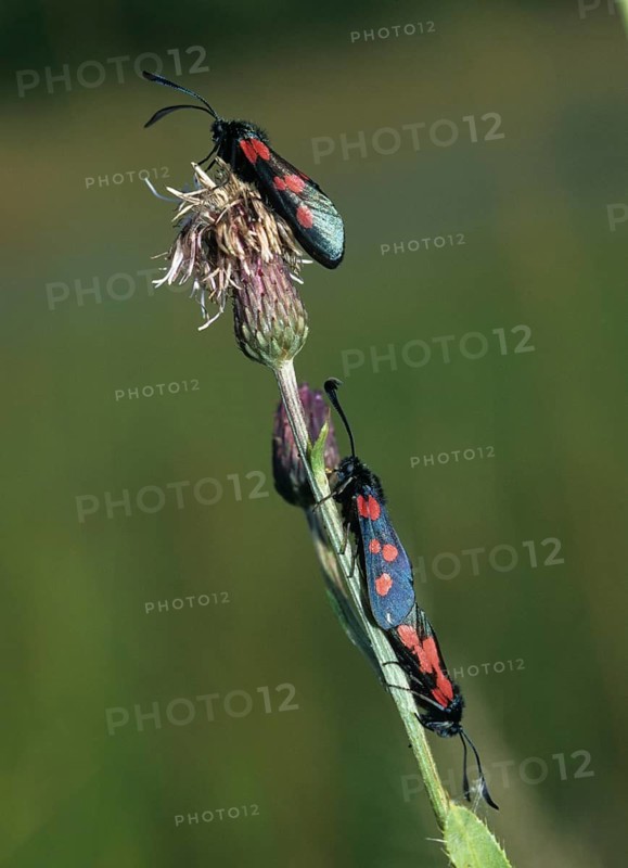 Wetland ram, five-spot burnet, clover ram, marsh horn clover ram, zygaena trifolii, blood droplets, butterfly, couple, high size, portrait format, insects, copula, mating, moths, moths, moths, moth, mating, butterfly, ram
