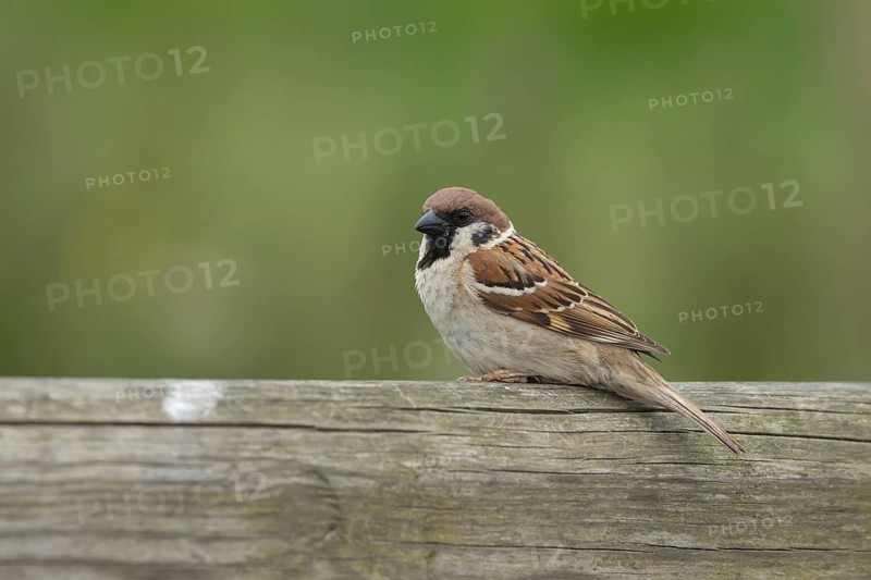Tree sparrow (Passer montanus) adult bird on a fence, England, United Kingdom