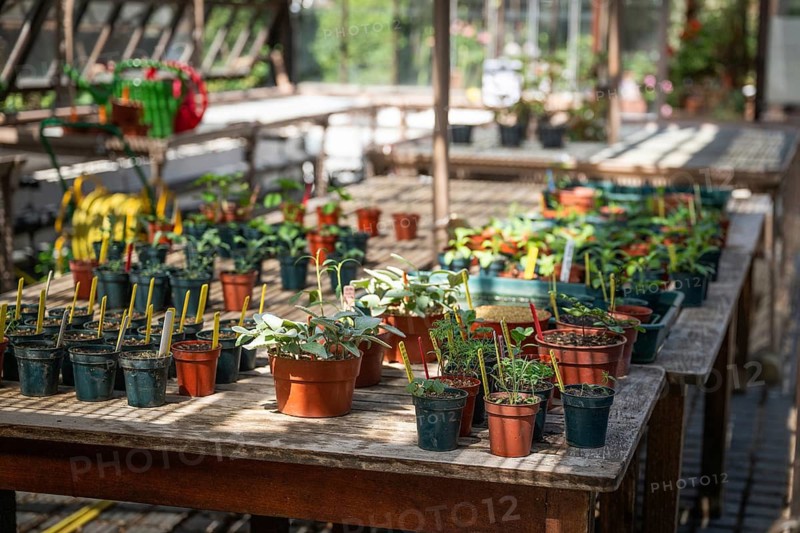 Seedlings, historic greenhouse, Chelsea Physic Garden, historic botanical garden, oldest botanical garden in London, founded in 1673 by the Worshipful Society of Apothecaries, Chelsea, England, Great Britain, Great Britain