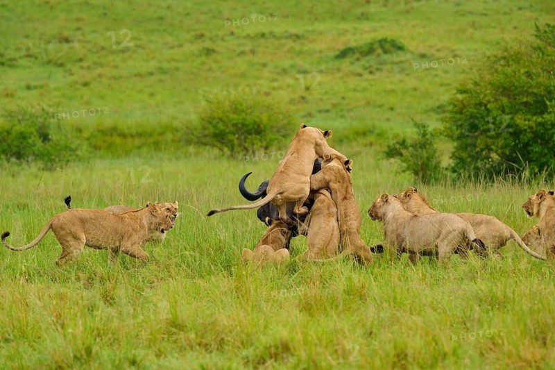 Several lions carry out a coordinated attack on a buffalo: lion (Panthera leo), Cape buffalo (Syncerus caffer), Masai Mara National Reserve, Narok County, Kenya