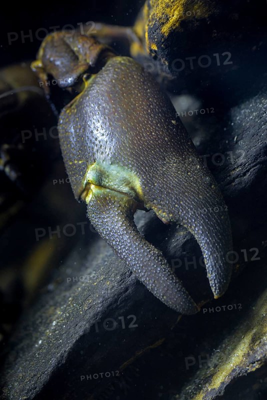 American crayfish, astacoid, astacus leniusculus, crayfish, Californian crayfish, pacifastacus leniusculus, signal crayfish, crustacea, high size, portrait format, signal crayfish