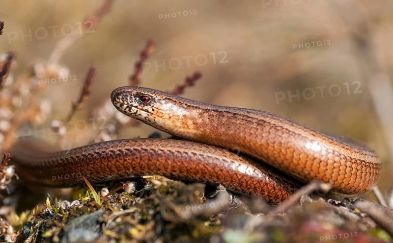 Anguis fragilis, slow worm, western slow worm, blindworm, critters, deaf adder, lizards, hazelworm, reptiles, lizards, long-cripple, reptilia, reptiles, slowworm