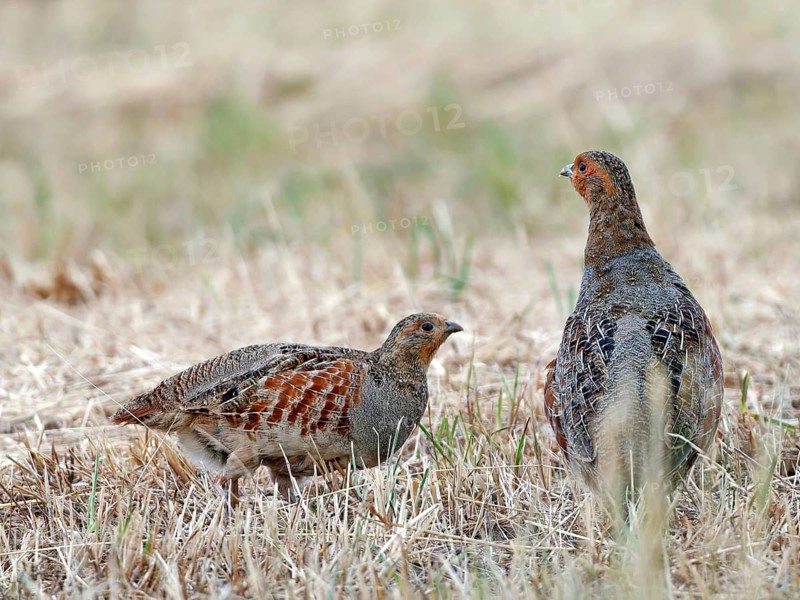 Partridge (Perdix perdix) – a cock and a hen in a mown meadow, Solms, Hesse, Germany