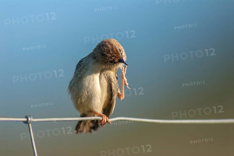 Cist-singer, cisticola juncidis, fan-tailed warbler, cist-singer, zitting cisticola, birds, extremadura, plumage care, passeri, preening, songbirds, Spain, birds