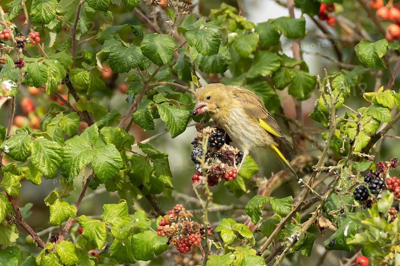 European greenfinch (Chloris chloris) adult garden bird feeding on blackberries fruit in a hedgerow in summer, England, United Kingdom