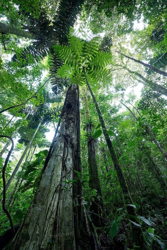 Daytime low-angle view looking up at a massive tree trunk wraDaytime low-angle view looking up at a giant tree trunk wrapped in lianas and climbing vines, framed by a giant tree fern and dense forest canopy in a primary rainforest. Venecia, San José, Costa Rica