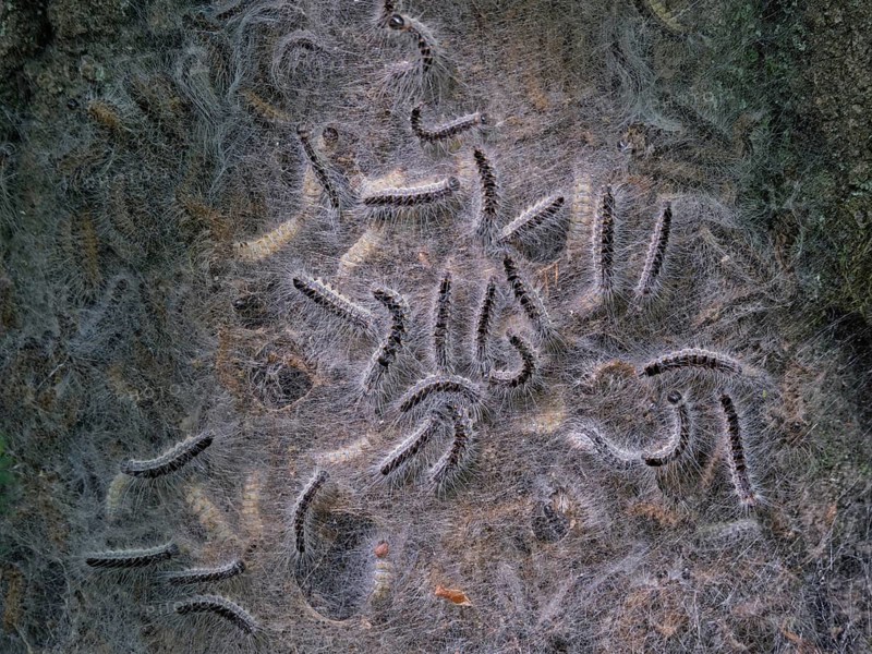 Oak processionary caterpillars (Thaumetopoea processionea), Berlin, Germany