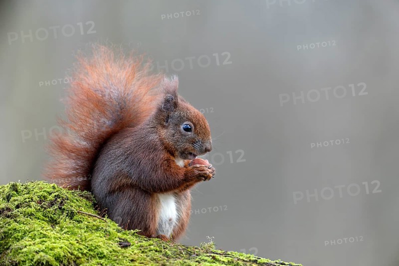 The first picture of this squirrel (Sciurus vulgaris) is the start of a photo project lasting several weeks, which will provide me with many beautiful moments and observations, sweet, cute, January, Germany
