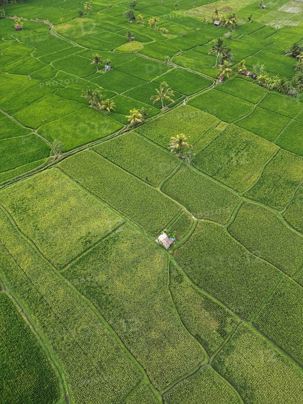 Default, geometrically arranged rice paddies in a green landscape, crossed by small paths, aerial view of rice terraces near Ubud, Bali, Indonesia, Southeast Asia