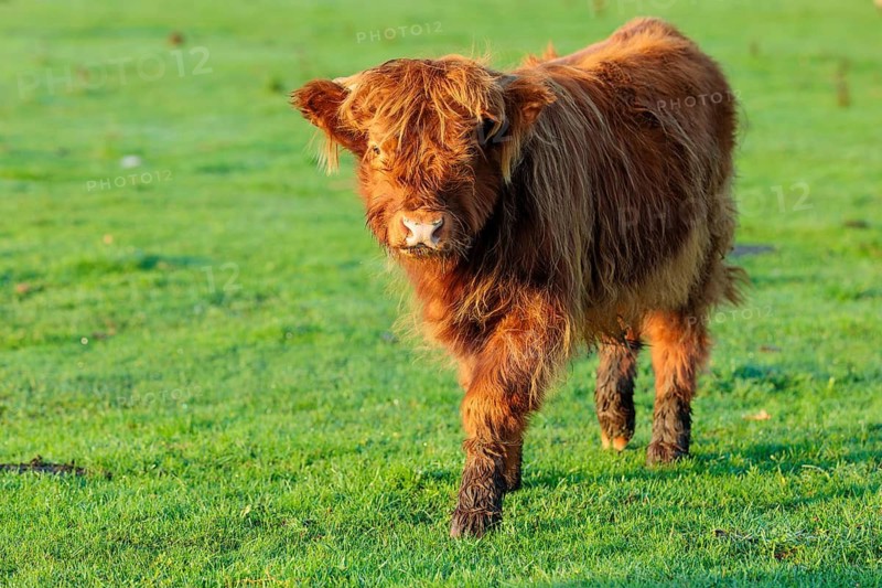 Early one sunny morning, a Highland calf (Bos primigenius taurus) walks across a green pasture at the edge of the forest. Bavaria, Germany