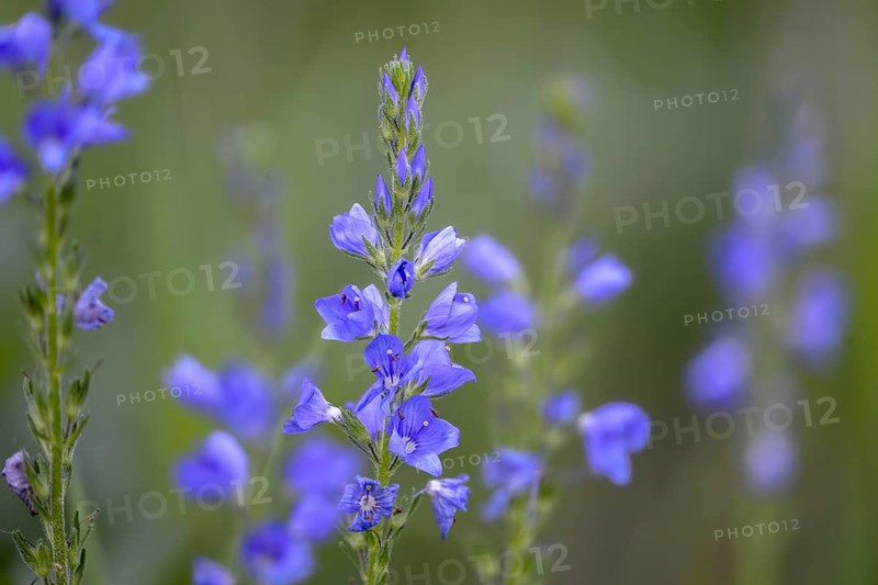 Creeping Speedwell, Honorary Prize, Hungarian Speedwell, Plantaginaceae, Veronica Teucrium, plantain plants, flora, large speedwell, plants