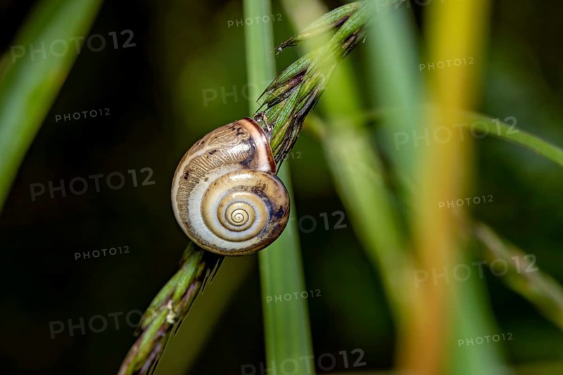 Close-up of a snail on grass with a spiral pattern, a Carthusian snail on a blade of grass in Herleshausen, Germany (Monacha cartusiana)