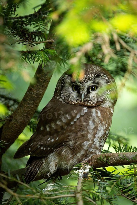 An owl perched on a branch in a peaceful natural setting, Ural Owl (Strix uralensis), adult, on a fir tree, alert, Bohemian Forest, Czech Republic