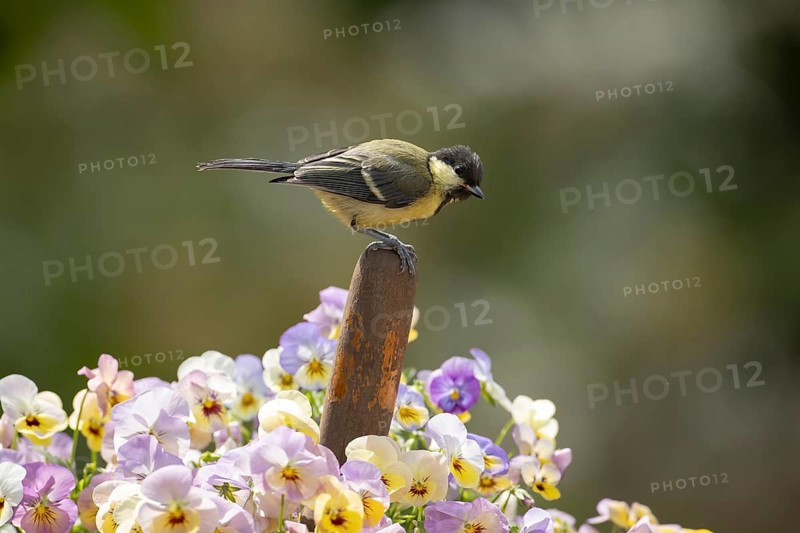 Great tit (Parus major) adult garden bird on a garden trowl handle in a pot of flowering pansy plants in spring, England, United Kingdom