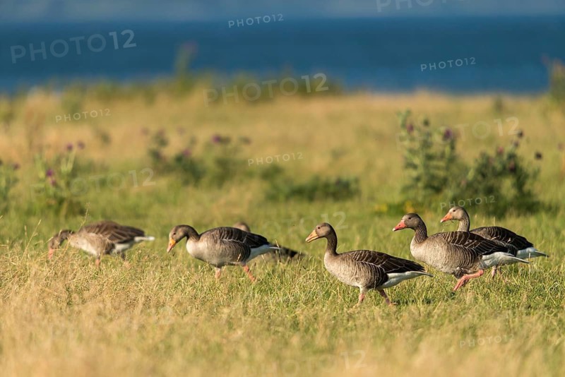 Anser Anser, Greylag or Graylag Goose, Grelag Goose, Anatidae, Birds, Duckbirds, Goose, Geese, Birds, Waterbirds
