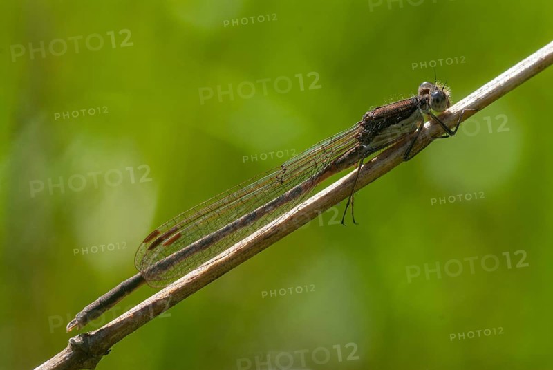 Common winter dragonfly, Sympecma fusca, winter damselfly, damselflies, dragonflies, insects, dragonflies, odonata, zygoptera