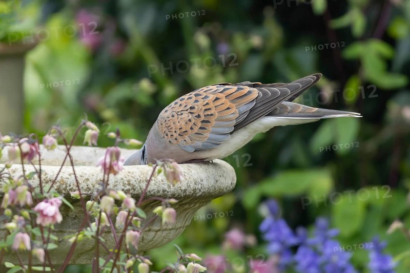 European turtle dove (Streptopelia turtur) adult bird drinking water from a garden bird bath, Suffolk, England, United Kingdom