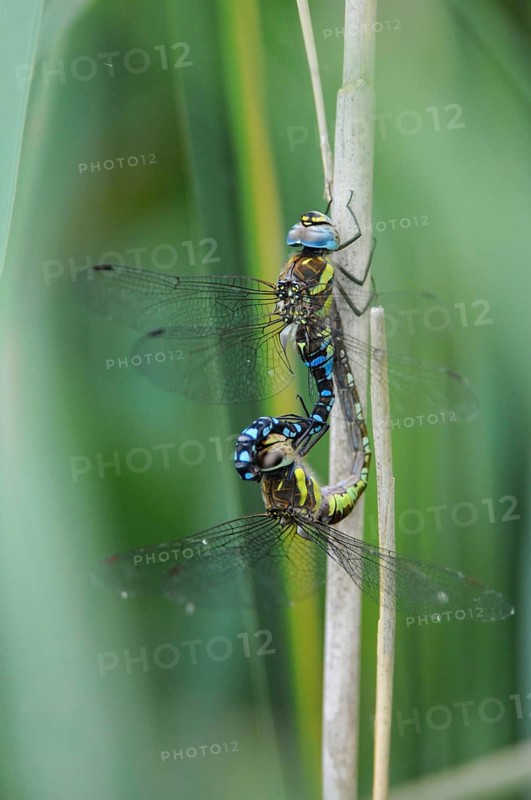 Aeshna Mixta, autumn mosaic maiden, autumn mosaic maiden, migrant hawker, anisoptera, damselflies, dragonflies, high size, portrait format, insects, dragonflies, odonata, mating wheel