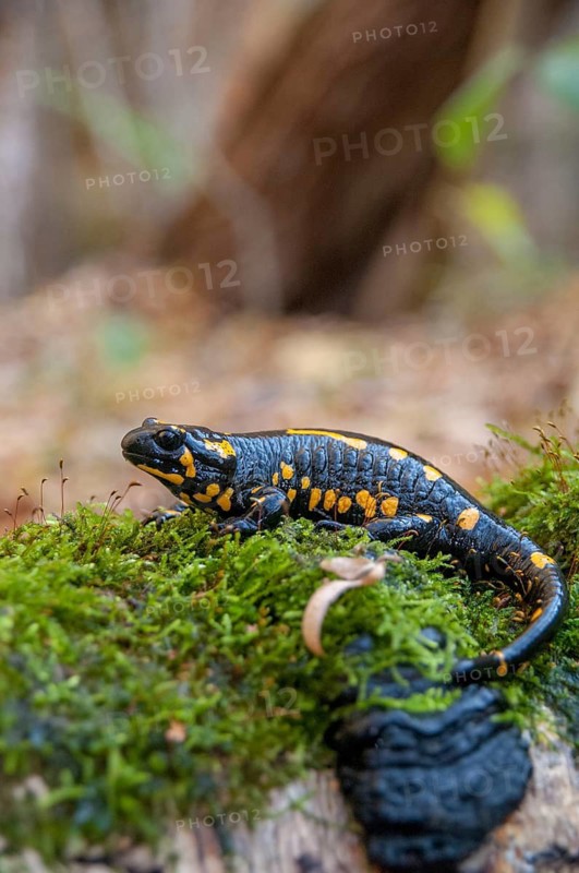 Fire salamander, salamandra salamandra, amphibians, amphibians, caudata, high size, vertical format, amphibians, tail amphibians