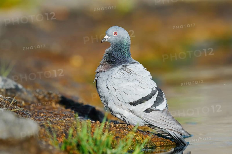 A rock pigeon (Columba livia forma domestica) stands on the bank of a pond, North Rhine-Westphalia, Germany