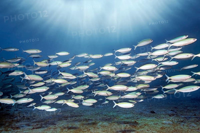 Shoal of golden-striped fusiliers (Pterocaesio chrysozona) swimming in the open sea, Red Sea, Makadi Bay, Port Safaga, Egypt