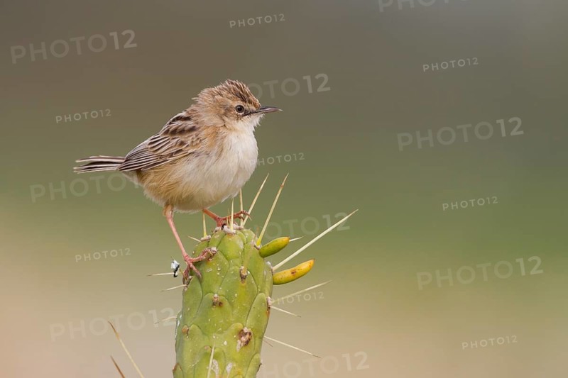 Zitting Cisticola - Zistensänger - Cisticola juncidis ssp. cisticola, Morocco