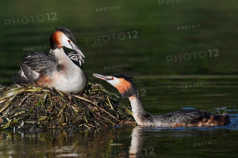 A great crested grebe (Podiceps cristatus) feeding its chicks in the nest, North Rhine-Westphalia, Germany