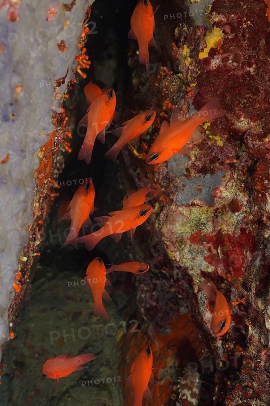 A school of orange-coloured fish, the king red mullet (Apogon imberbis), swims amongst the rocks in the sea at the Giens Peninsula dive site, Hyères, Porquerolles, Provence, Côte d'Azur, Mediterranean Sea, France
