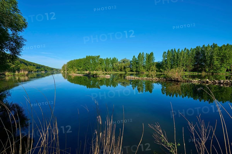 Quiet river landscape with tree reflection and clear blue sky, Marktheidenfeld, Homburg am Main, Triefenstein, Main-Spessart district, Spessart, Mainfranken, Lower Franconia, Bavaria, Germany