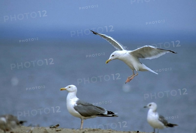 Herring gull, Larus argentatus, herring gull, birds, charadriiformes, flying, flight, gulls, leo, limikolen, seagulls, birds
