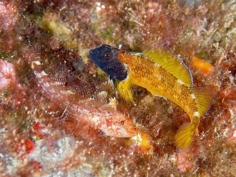 Two fish, Black-faced blenny (Tripterygion delaisi), a male and a female, hidden amongst the seaweed, one yellow and black in colour, dive site: Cap de Creus Marine Reserve, Rosas, Costa Brava, Spain, Mediterranean Sea